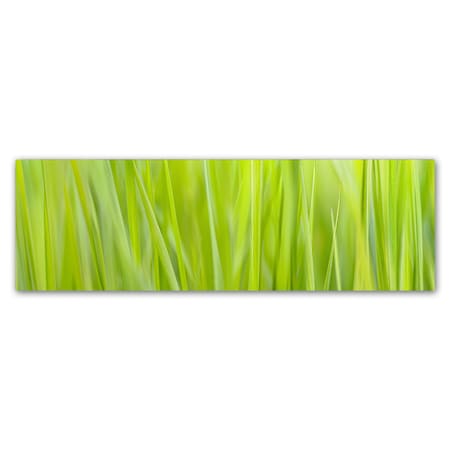 Cora Niele 'Green Grass Scape' Canvas Art,6x19